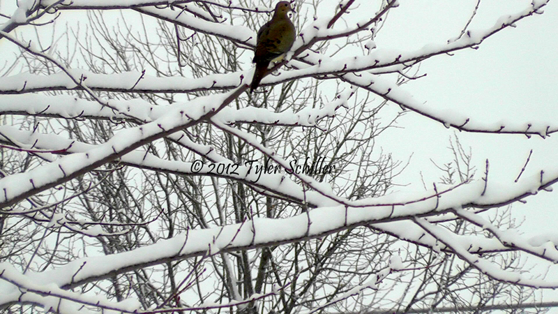 Bird on Tree - Snow - February 2012 - Waukesha, Wisconsin