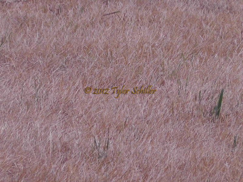 Dead Grass - 2012 Wisconsin Drought - Waukesha, Wisconsin