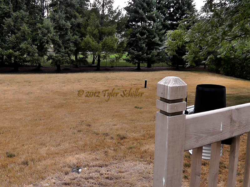Dead Grass - Wisconsin 2012 Drought - Waukesha, Wisconsin