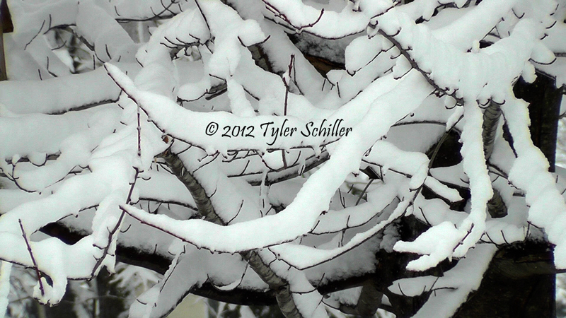 Snow - February 2012 - Waukesha, Wisconsin