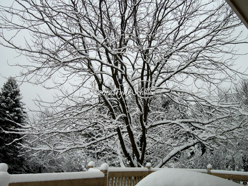 2012 February Snowfall - Waukesha, Wisconsin