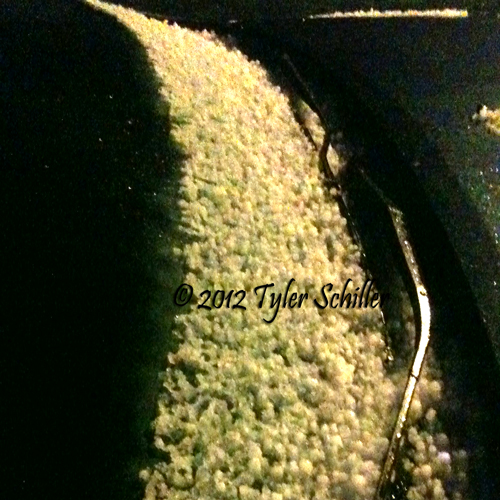 Hail on car window - Waukesha, WI - September 2012
