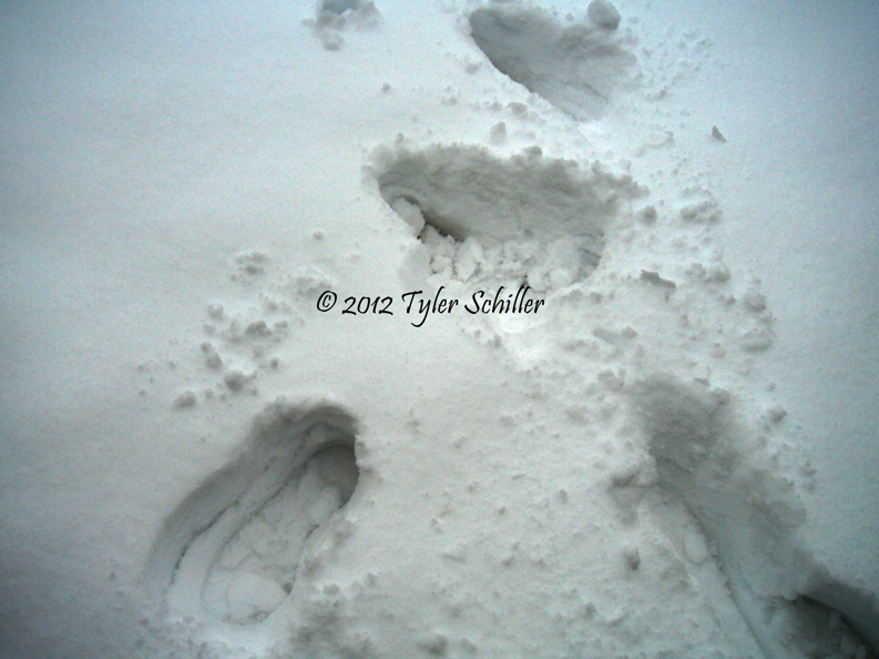 Footprints - Waukesha, Wisconsin - February 2012