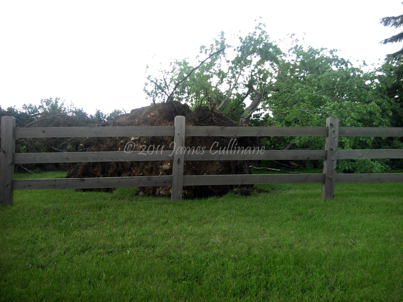 Tree damage - Downburst winds