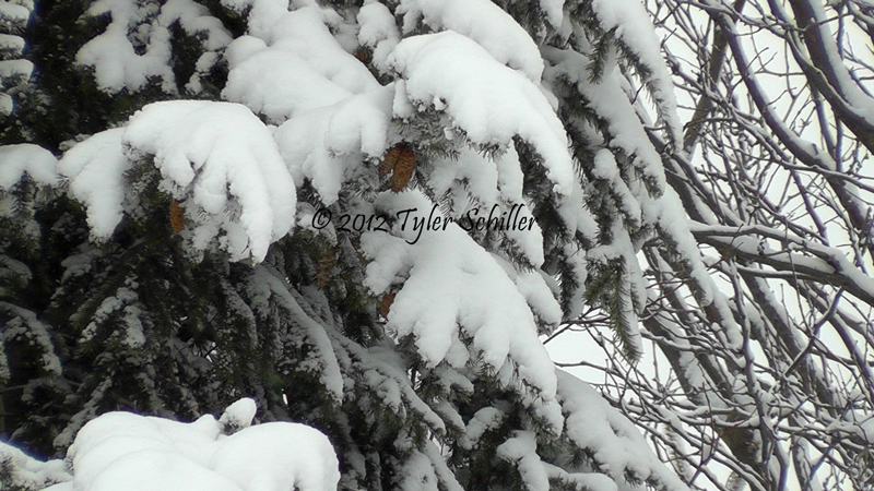 Snow on Pine Tree - February 2012 - Waukesha, Wisconsin