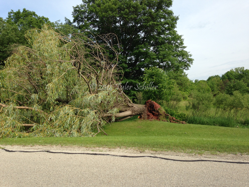 Uprooted Tree Damage - Waukesha, Wisconsin - June 17, 2014