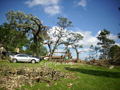 Tree Damage