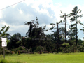 Pines Destroyed